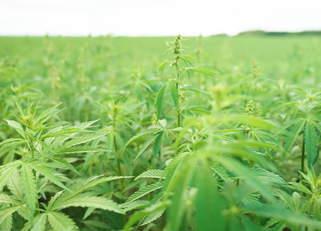 Hemp Production Services